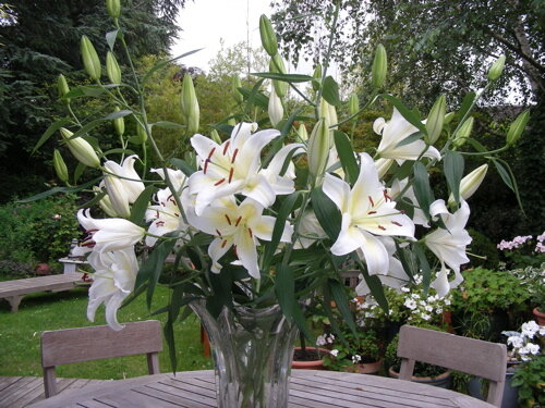 Лилия – цветок с многовековой историей