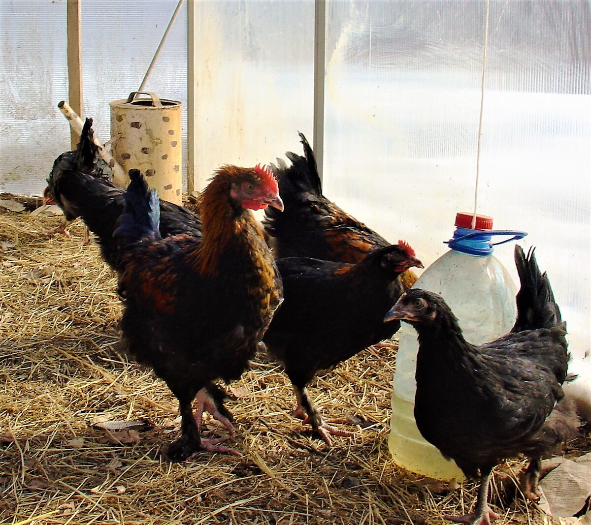 Маранам 3 месяца, гуляют в теплице