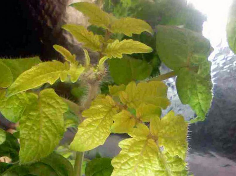 Характерный признак азотного голодания у томатов - бледный окрас листьев. Источник фото: https://agronomicon.ru/wp-content/uploads/2018/10/primenenie-i-vnesenie-azotnyh-udobreniy-vidy-i-svoystva-3.jpg