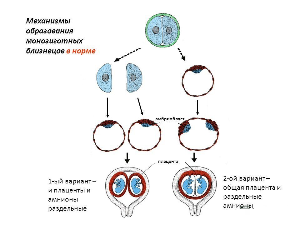 Виды близнецов схема