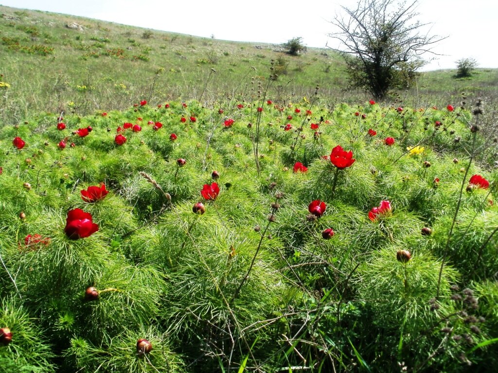 Когда поля в предгорьях отходят от зимней спячки уже пышно цветут краснокнижные горицветы