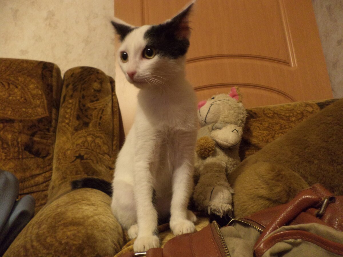 Полосатая кошка. Котенок в квартире. Домик для котенка. Котенок в квартире. Кошка уют.