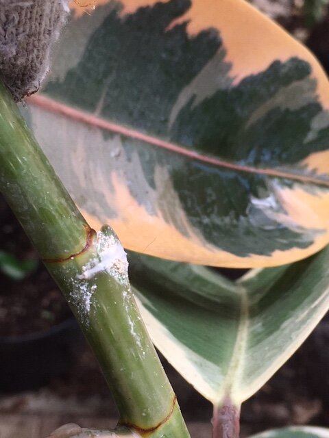 Надрез, обработанный Корневином