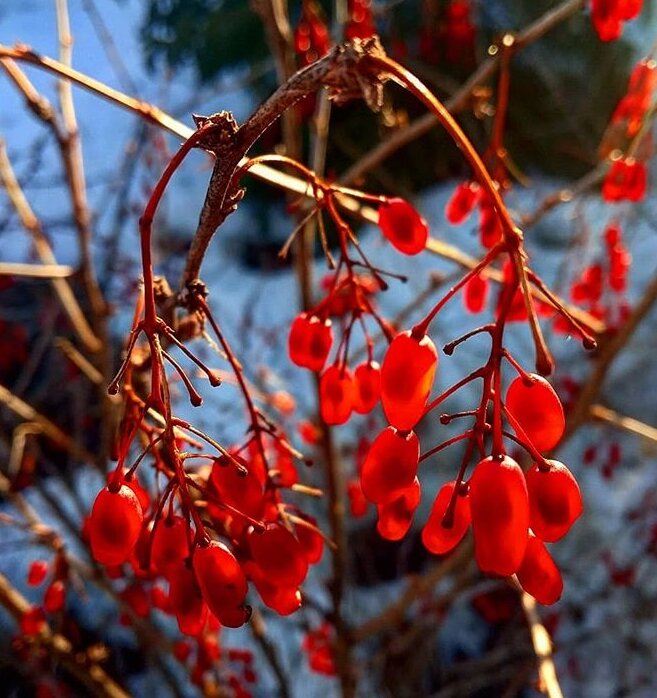 кустарник барбариса в марте