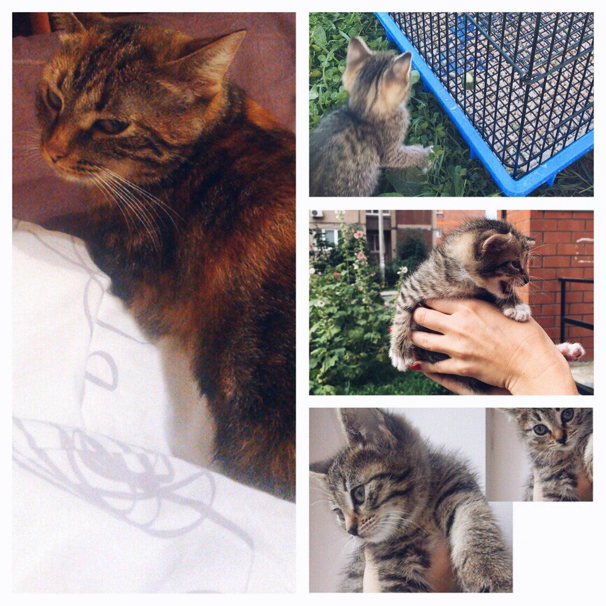 Выглядит безобразно у первой хозяйки; с котятами всё хорошо