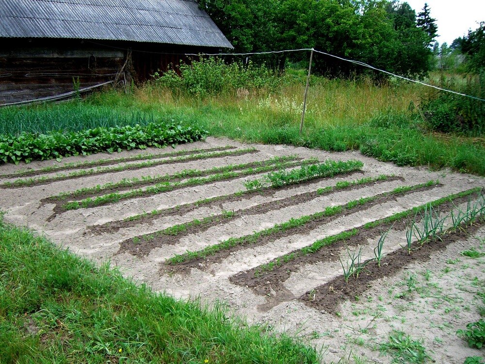 Обычная грядка