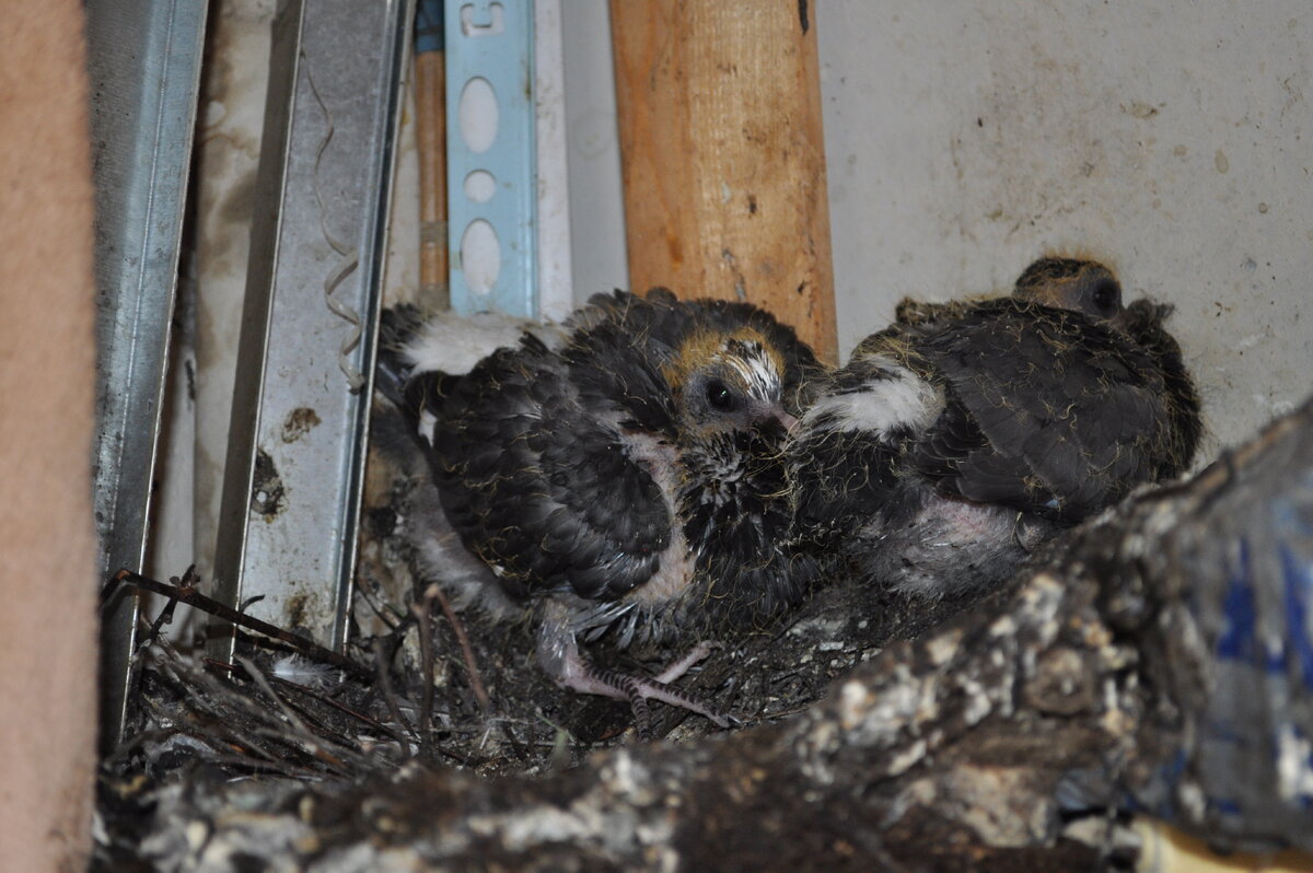 они же уже пушистые