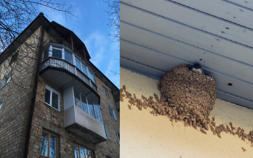 Балкон ласточкино гнездо в панельном доме