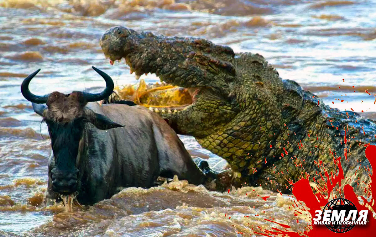 Хищники прячутся в бурной воде.