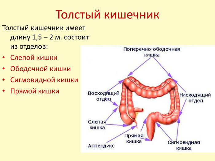 Отделы прямой кишки. Перечислите отделы Толстого кишечника. Отделы толстой кишки строение функции. Толстый кишечник отделы строение функции. Строение Толстого отдела кишечника человека.