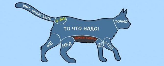 План-схема кошки