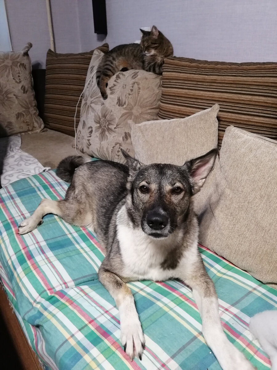 Две наглые хитрые морды