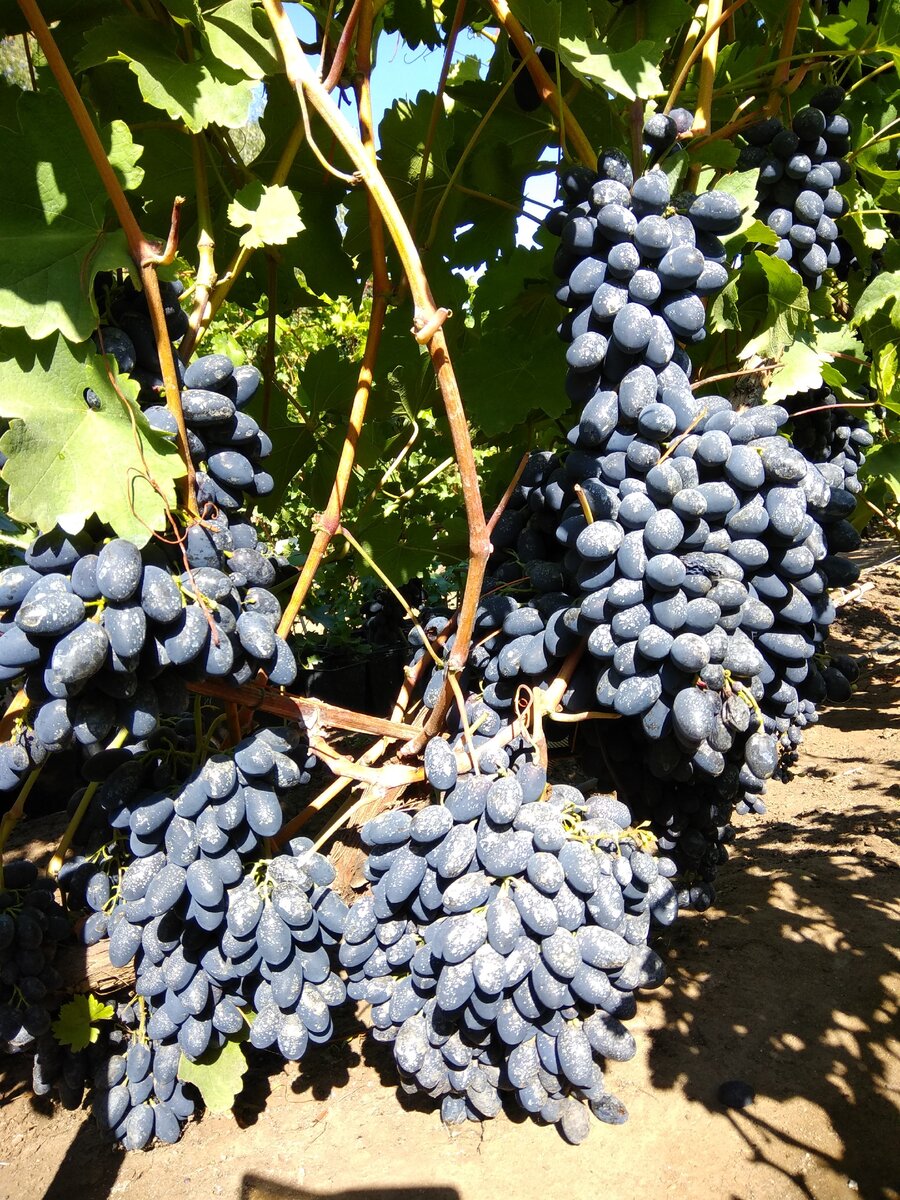 Виноград синий Кодрянка