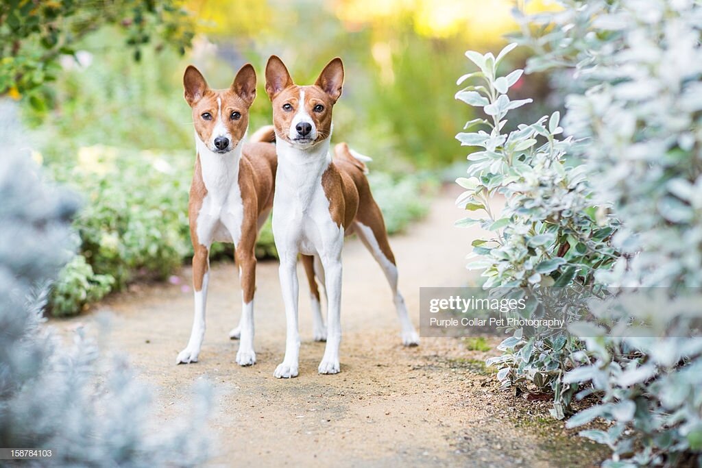 Басенджи ненавидят воду. Вероятно, на генетическом уровне остался страх от встречи с крокодилами в воде.