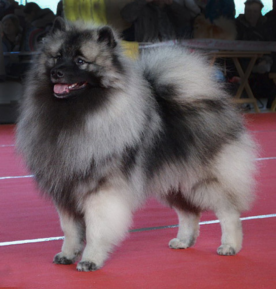 2. Осмотрите щенка