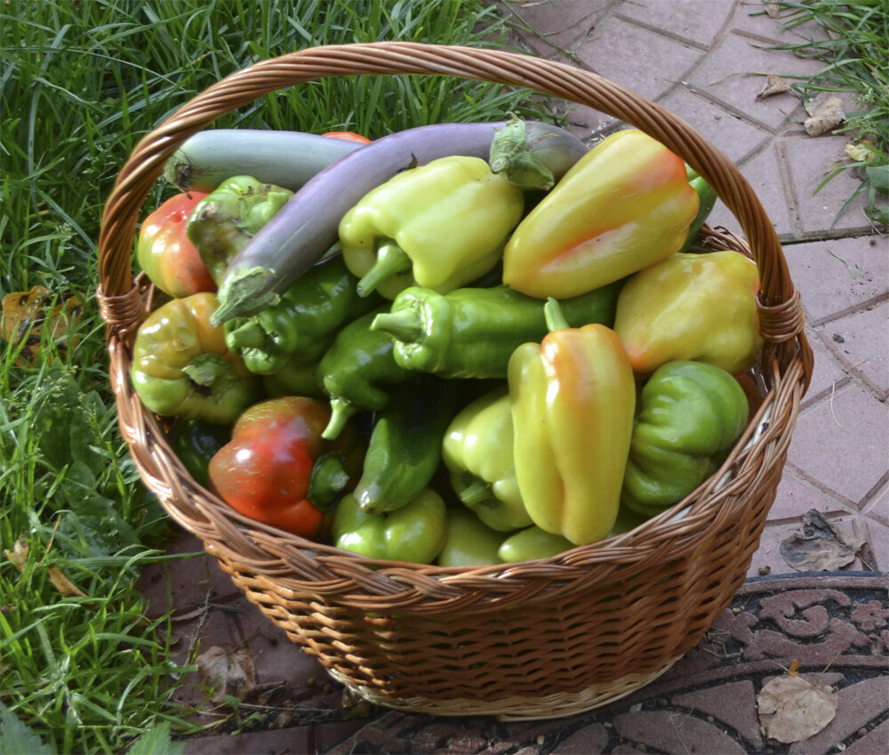 "Болгарец" Фото из личного архива.