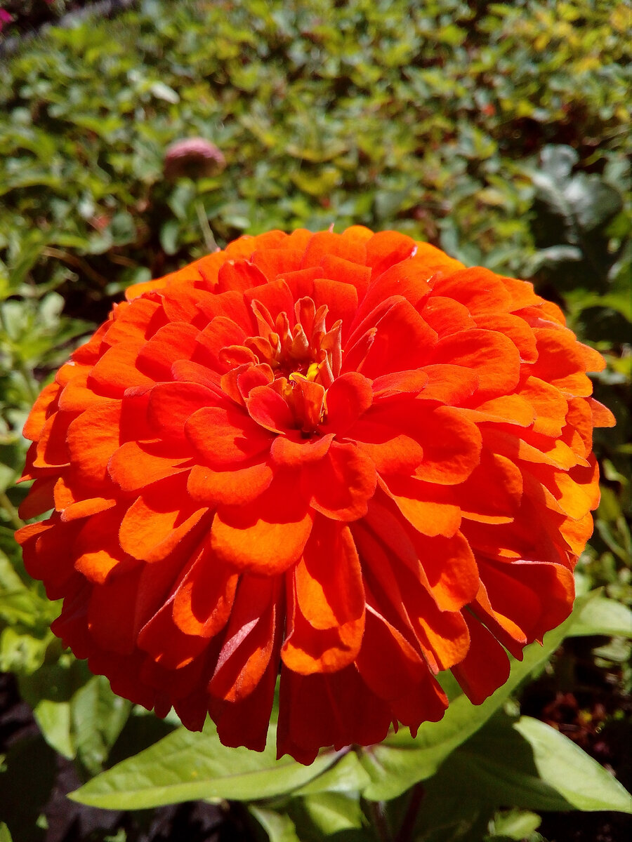 Zinnia peruviana С†РІРµС‚РѕРє
