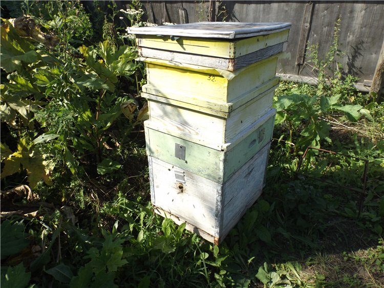 майский отводок на плодную матку, принес три магазина меда
