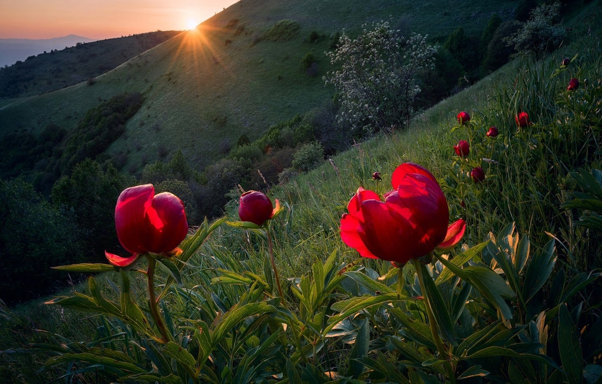 Ни красота