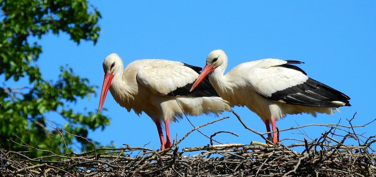 фото: pixabay.com