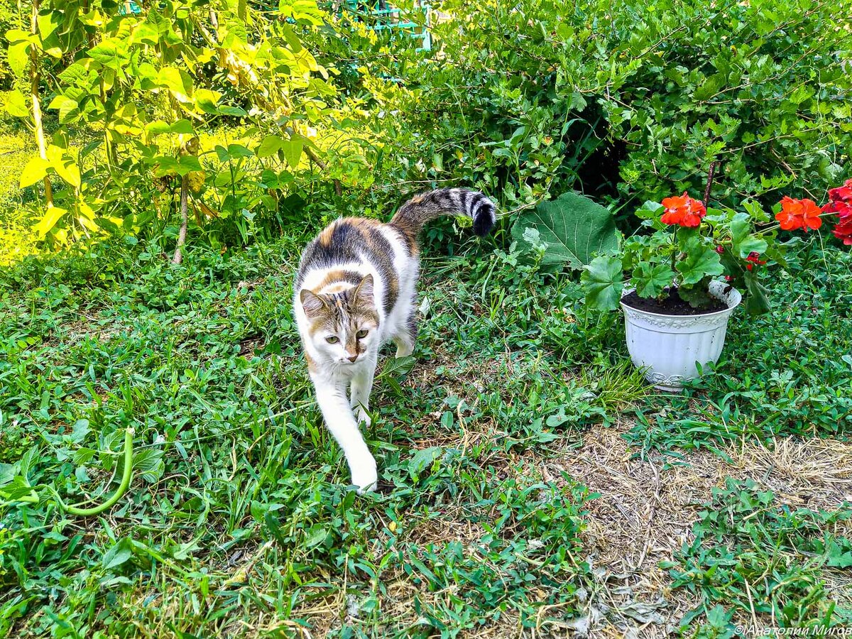 На фото: команданте Че.