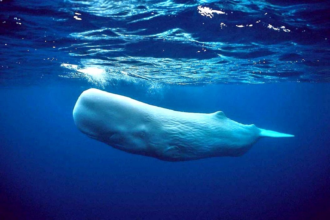 Вот этот сморщенный уродец является грозой океанов и морей