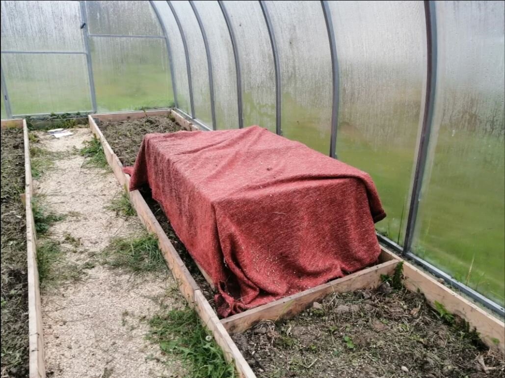 Зимняя квартира улиток. Потом они здесь же закопаются в землю. Все равно в теплице температура выше, чем на улице.