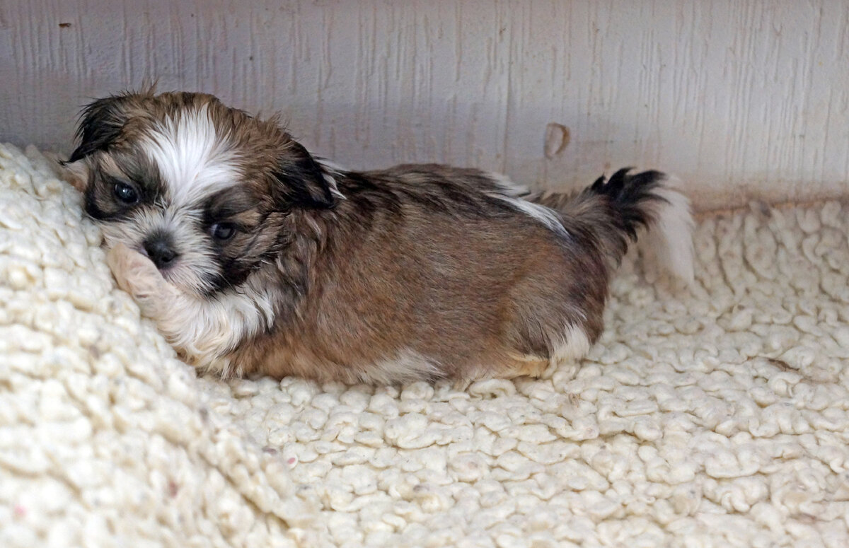 Щенок ши-тцу (Фото: https://www.flickr.com/photos/designer2k2/9451481133/)