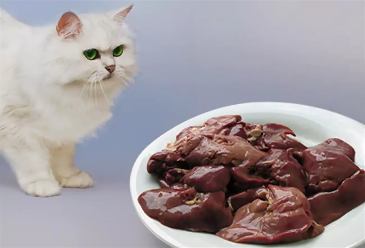 Можно кормить кота сырым мясом