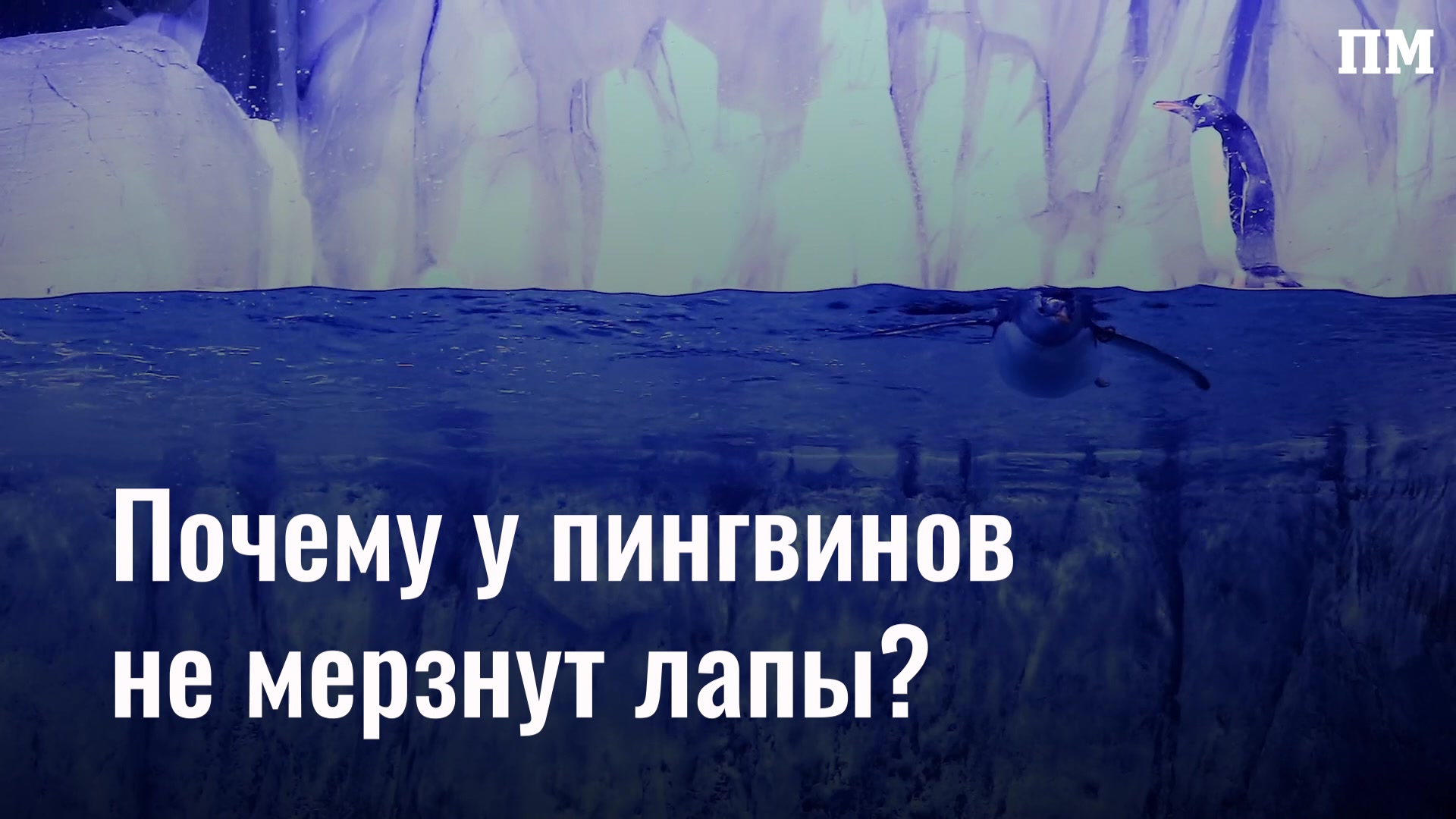 Почему пингвины не мерзнут?