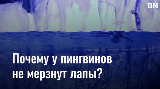 Почему у пингвинов не мерзнут лапы? Описание, фото и видео