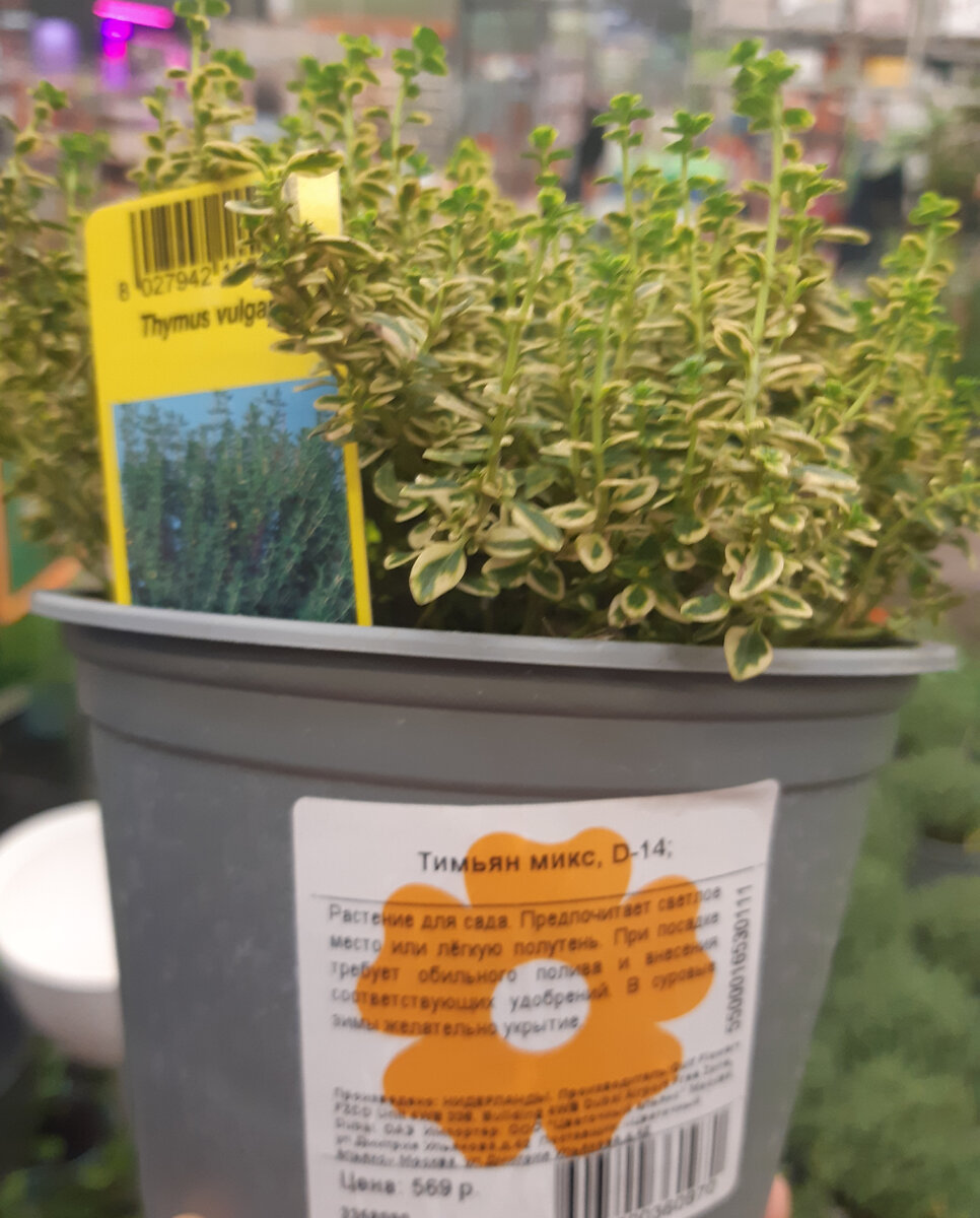 Лимонный тимьян в продаже этой осенью в одном из крупных сетевых магазинов. Цена кусачая :)