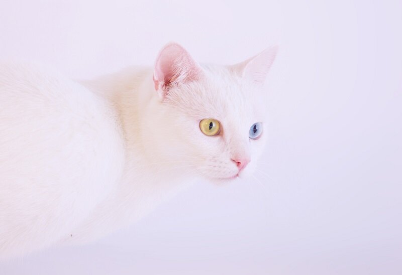 Странная белая кошка томасина
