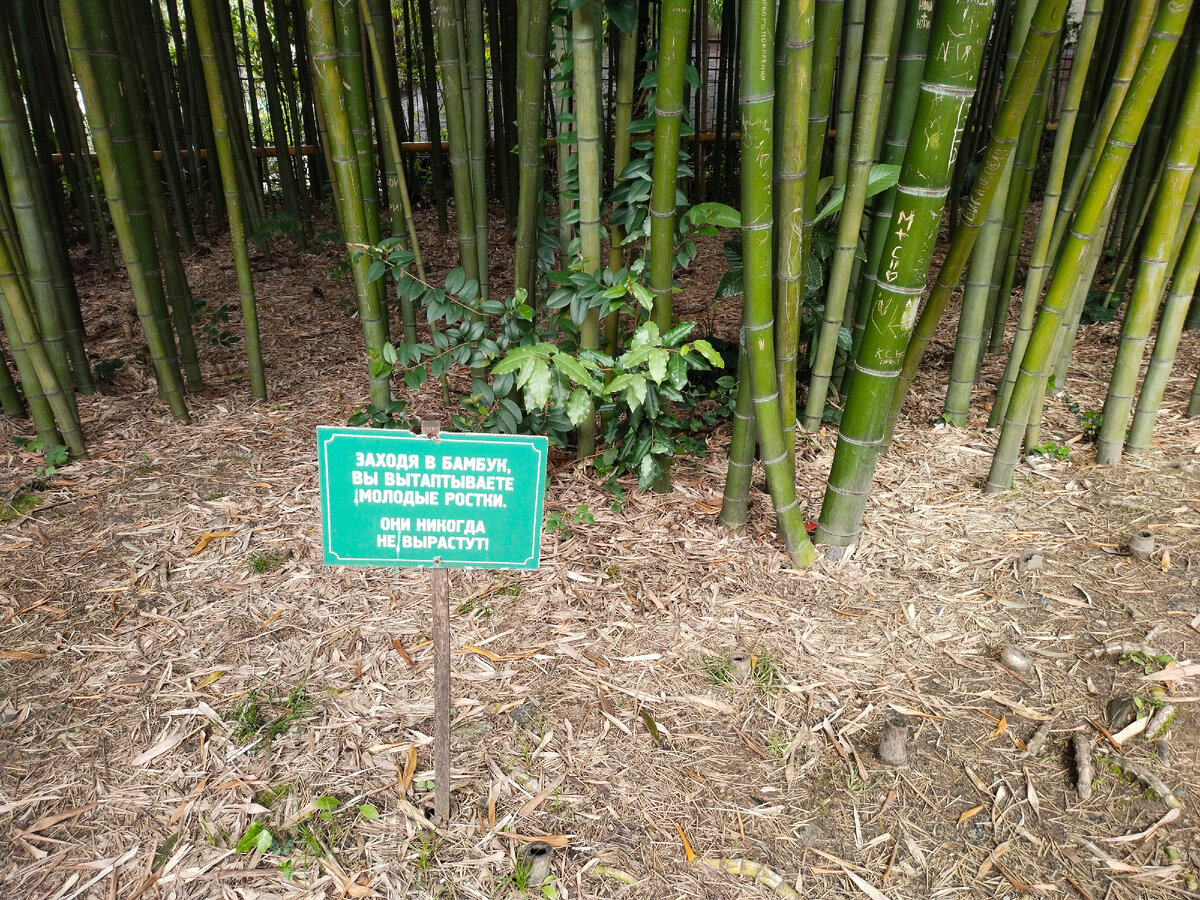 Вот так! Не вырастут. Фото автора канала