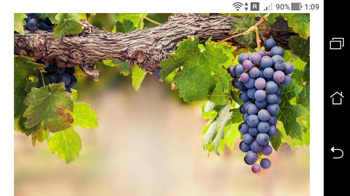 фото Ветка сдвоенной реальности сценария 3D и 4D, наблюдаемый с четвертой мерности