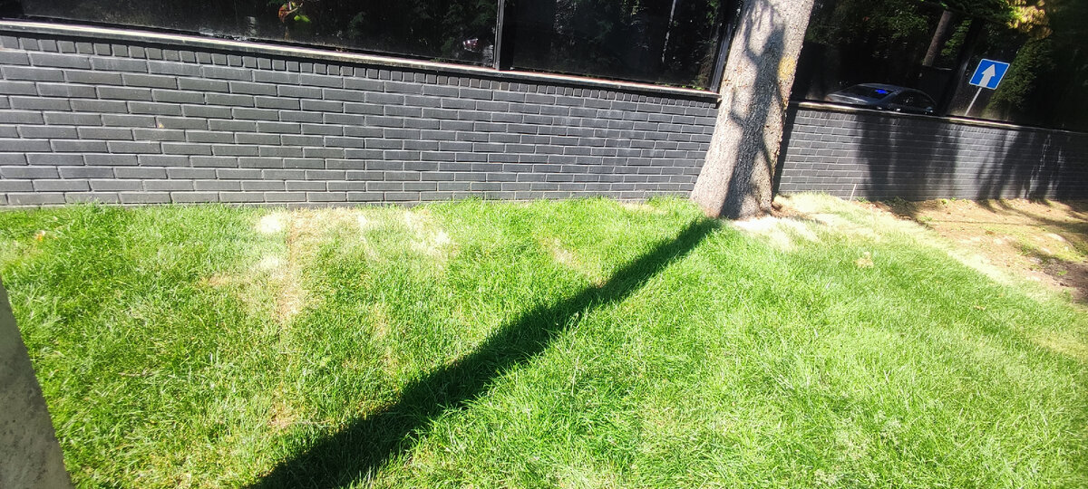 Последствия недостаточного полива