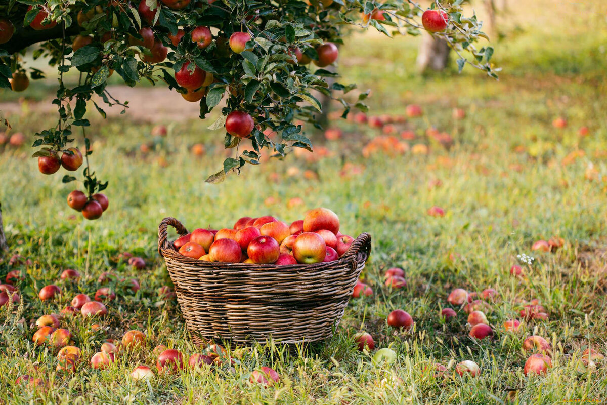 Яблоневый сад в деревне (70 фото)