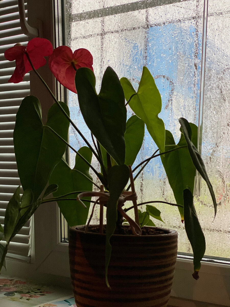 Цветок с подоконника родителей. На окнах рисунок от хабаровской зимы