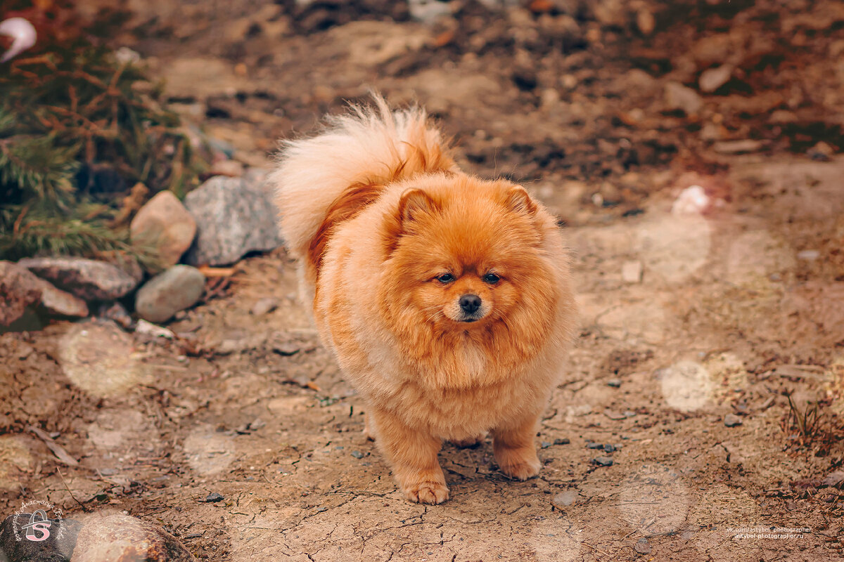 Рыжий шпиц Вальтер :)  
Снято: 24.04.2022 года
Модель: пёсик Вальтер или просто Валя
Фотограф: Анастасия Белякова