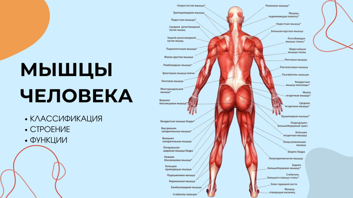 Мышцы человека: классификация, строение, функции.