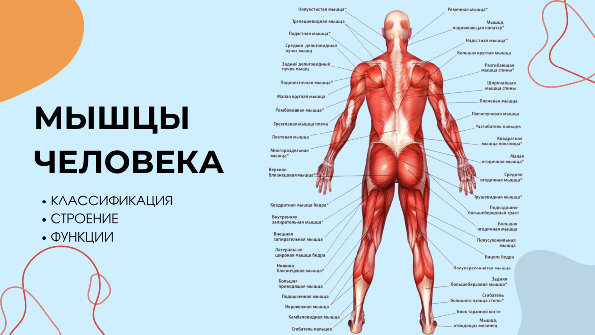 Мышцы человека: классификация, строение, функции. | Биология с Марией  Семочкиной | Дзен