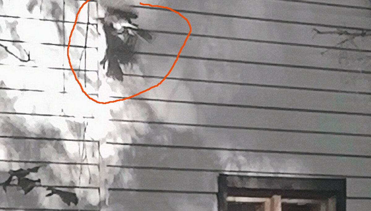 Птица попыталась сесть на фасад