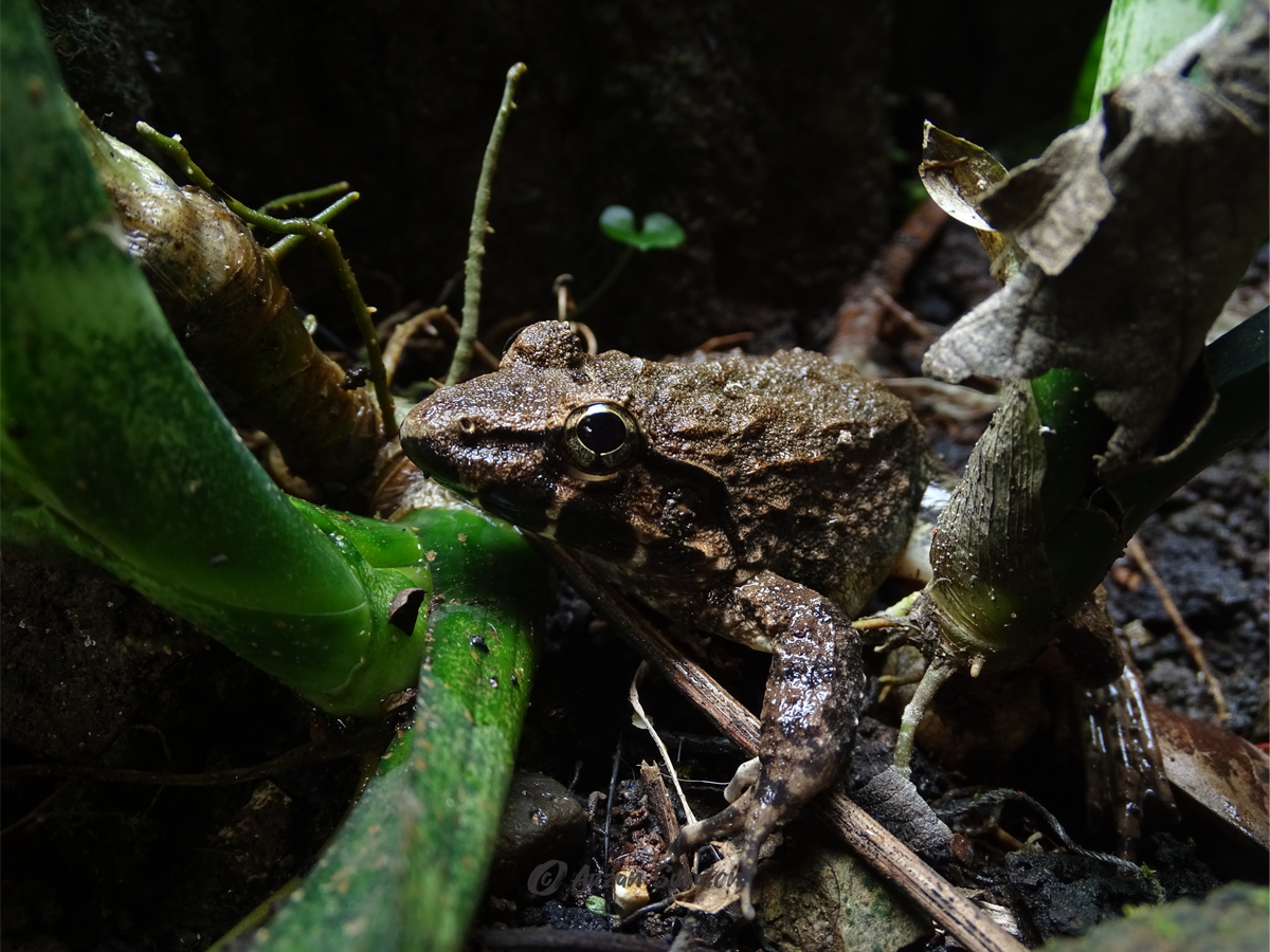 Bufo japonicus. Дископалая Анзония фото. Japanese toad, Bufo japonicus.