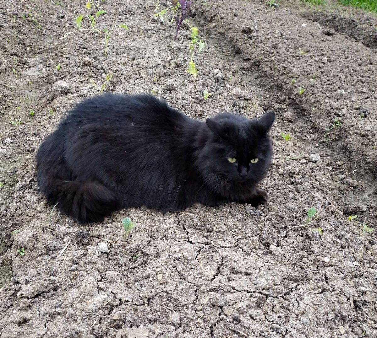 А эта капусту...