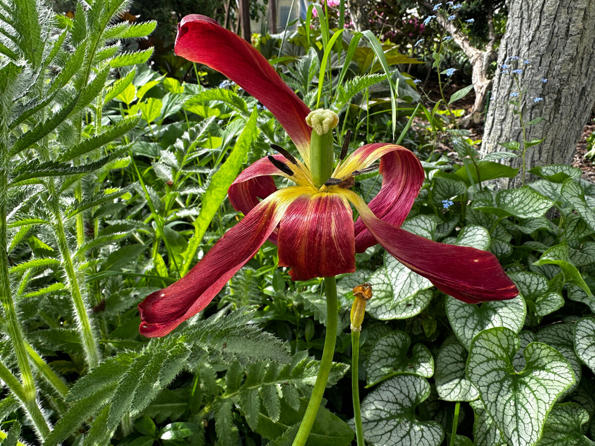 Прощальный взмах лепестков последних тюльпанов.