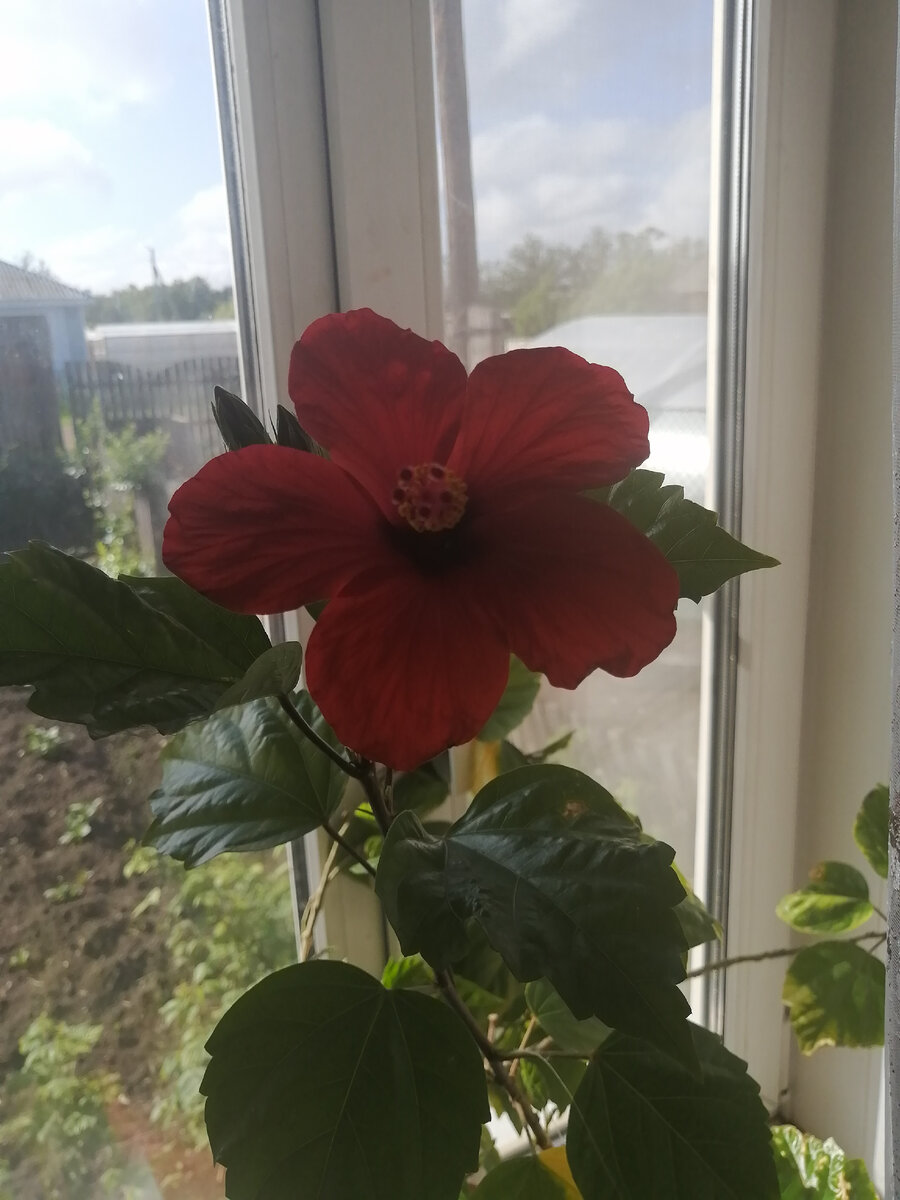 Цветок жизни 