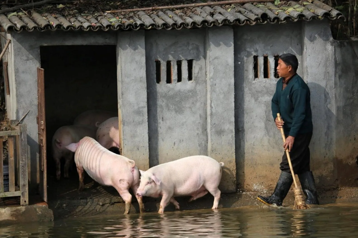 Вьетнамские вислобрюхие свиньи содержание и уход – АГРАРИЙ