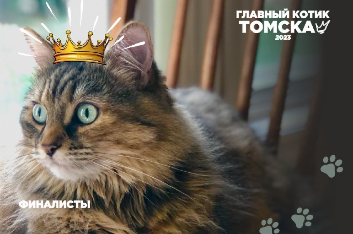    Объявлен победитель 13-й недели фотоконкурса "Главный котик Томска 2023"