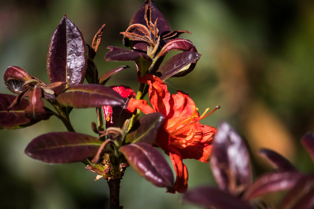 Рододендрон листопадный ФайерБол в моем саду.