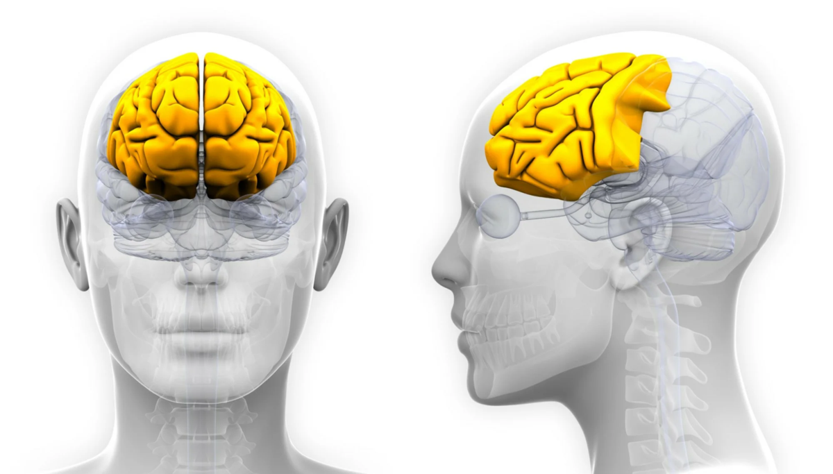 Передние лобные доли мозга. Мозг спереди. Головной мозг человека на белом фоне.